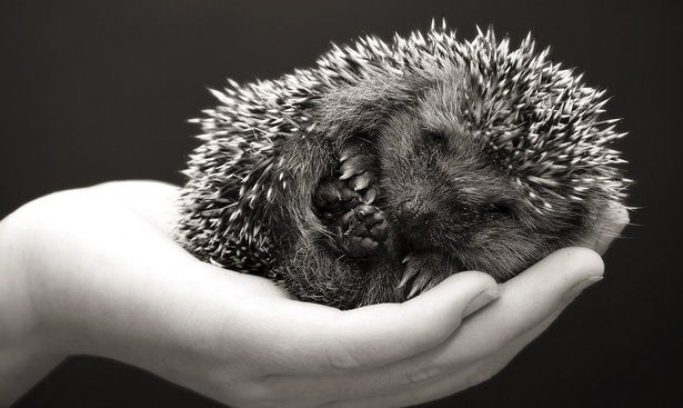 profimedia-0014314427hedgehog
