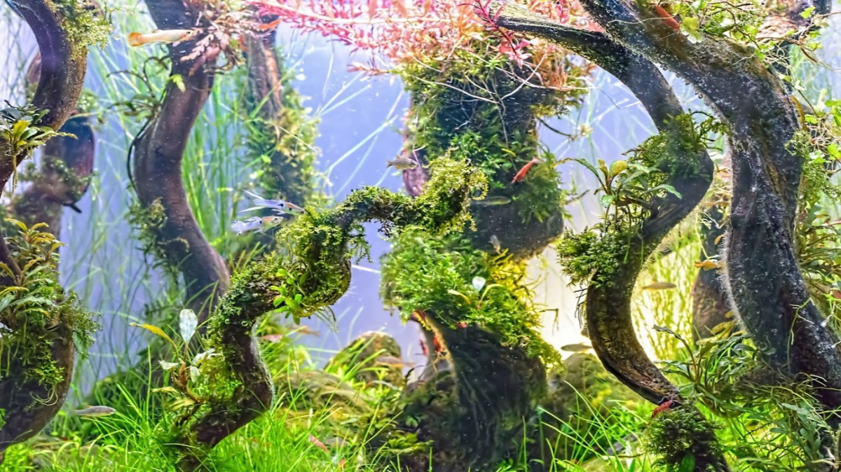 Jak rostliny vystoupily z vody na souš