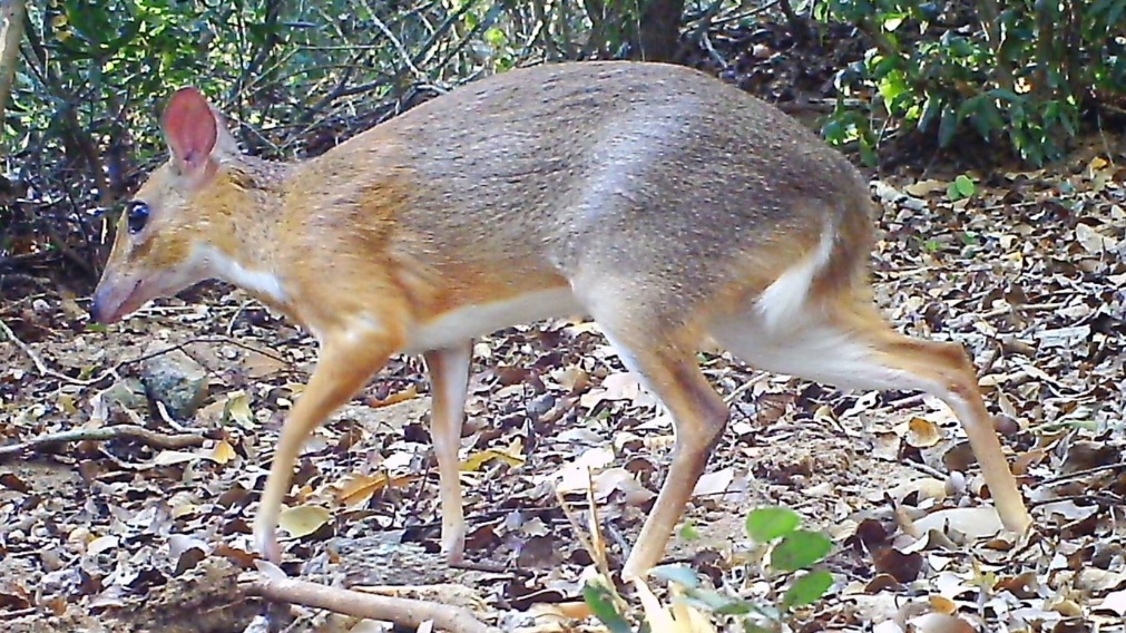'Ahoj, hledáte mě? Jsem myší jelen a ještě jsem nevyhynul'