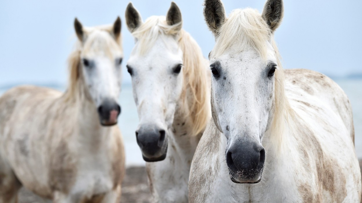 Kůň byl mytické zvíře už před tím, než nakopl naši civilizaci
