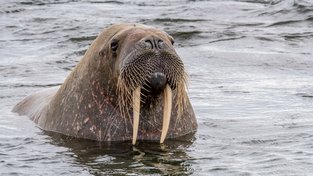 Mrož, důstojný a dnes chráněný obyvatel severních moří