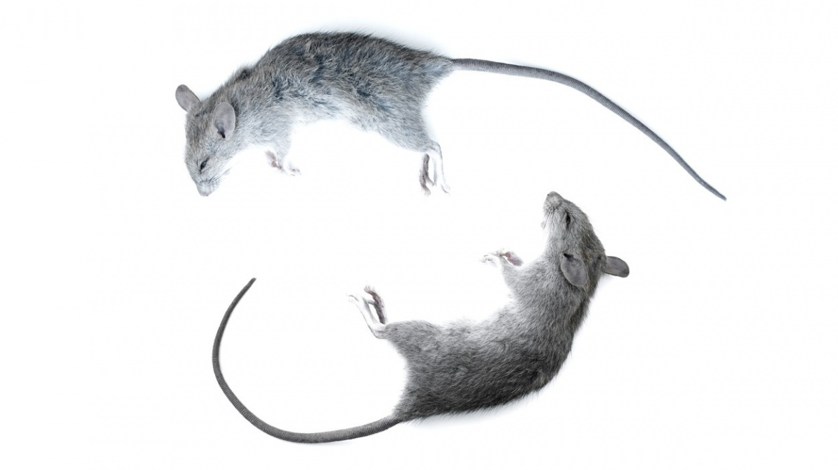Vědci vytvořili neandrtálskou myš. Má mohutnější kostru