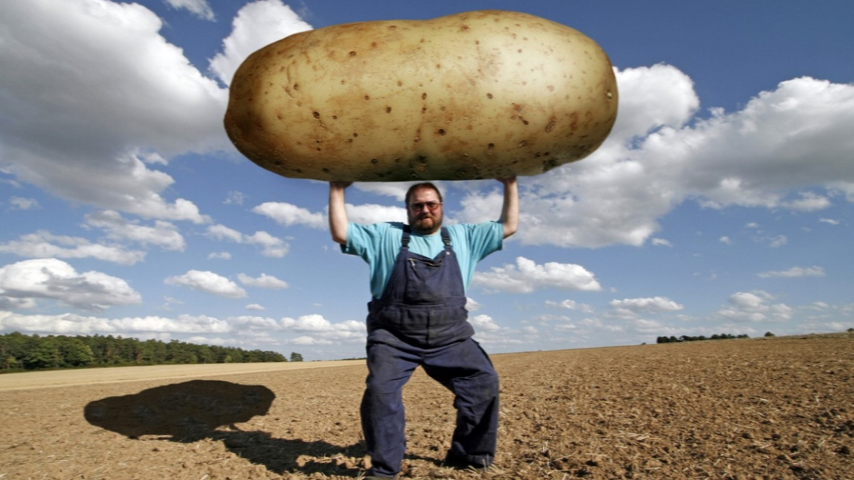 Přizpůsobíme plodiny klimatu, anebo začneme pěstovat kokosy?