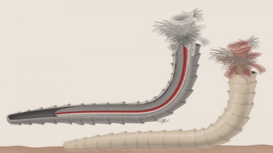 Nalezen nejstarší živočich s ústy a řití