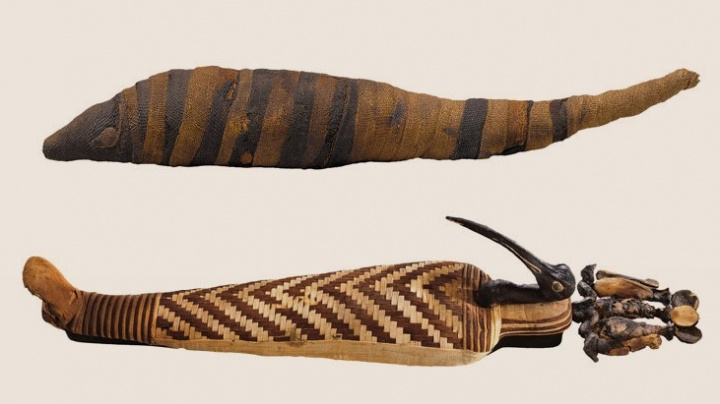 Záhada ibisů mumifikovaných ve starém Egyptě vysvětlena
