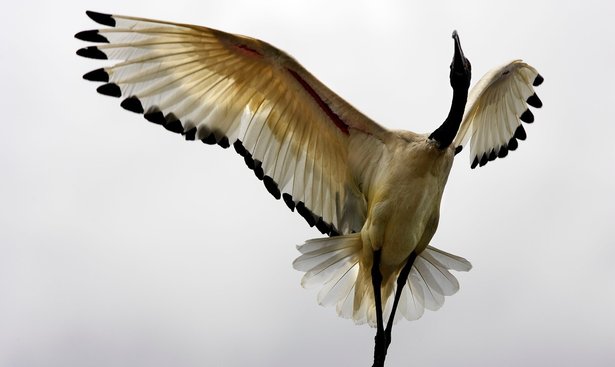 profimedia-0174683054 sacred ibis