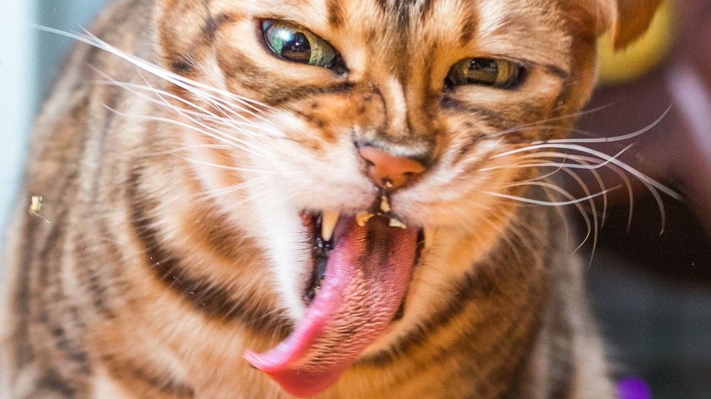 Chtěli byste rozumět své kočce? Brzy to bude možné díky AI