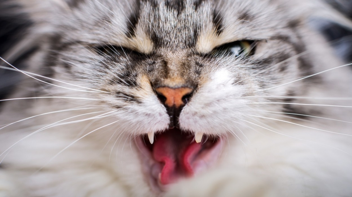 Kočky pojídají lidská těla. Prokázal to morbidní pokus s nebožtíky