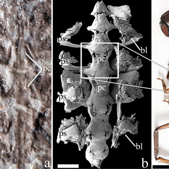 Štír, který nám suchozemcům prošlapal cestu na souš