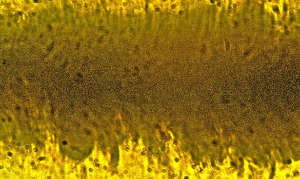 profimedia-0498602762 bee 3