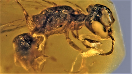 Nalezena včela, která létala a opylovala už před 100 miliony lety