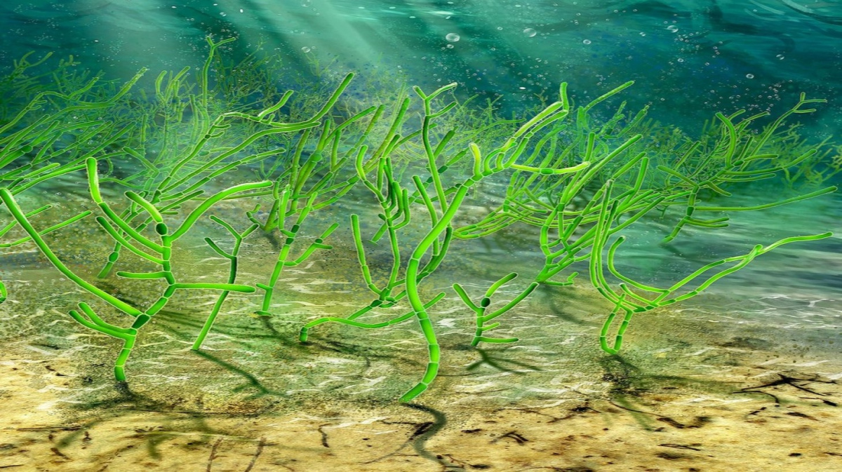 Objeveny nejstarší rostliny na Zemi, miliardu let staré řasy