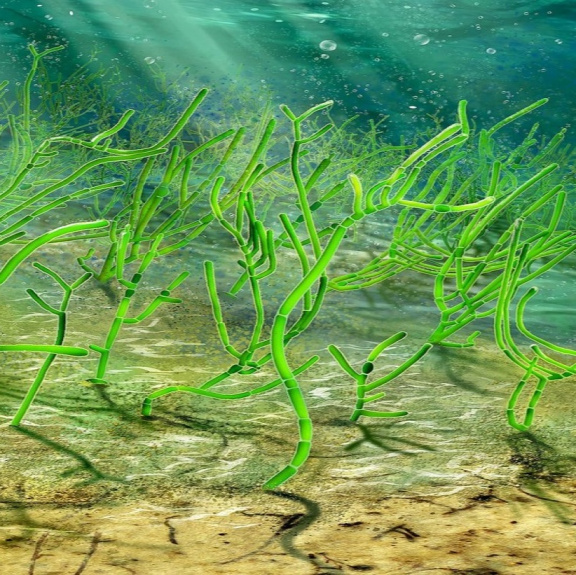 Objeveny nejstarší rostliny na Zemi, miliardu let staré řasy