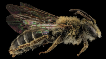 Vědci vytvořili geneticky upravené včely