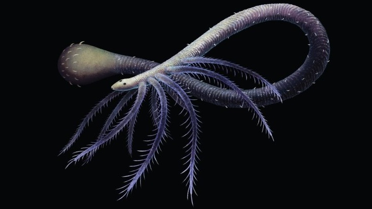 První živočich, který se vzbouřil proti evoluci a zalezl do ulity