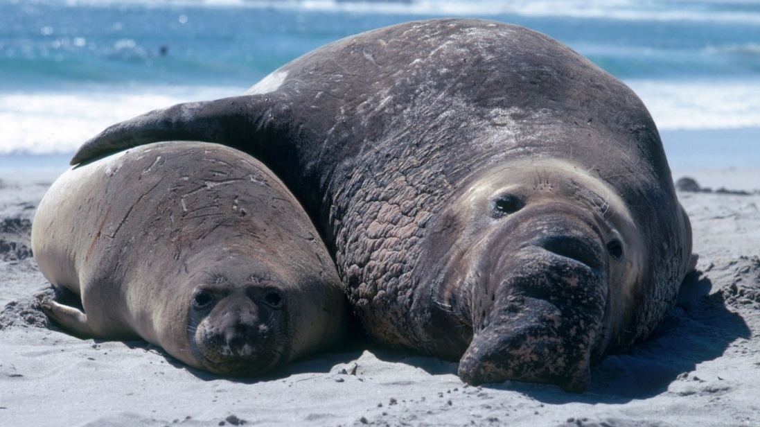 Nejen muži, i další samci mají kratší život než samice