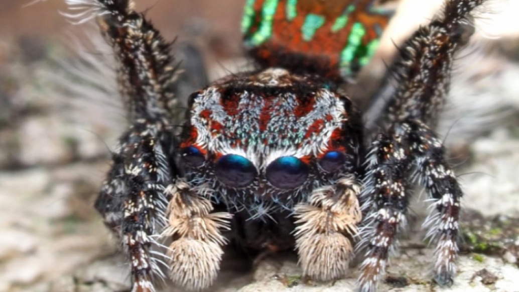 Pavouci, které jste ještě neviděli. Objeveni v Austrálii