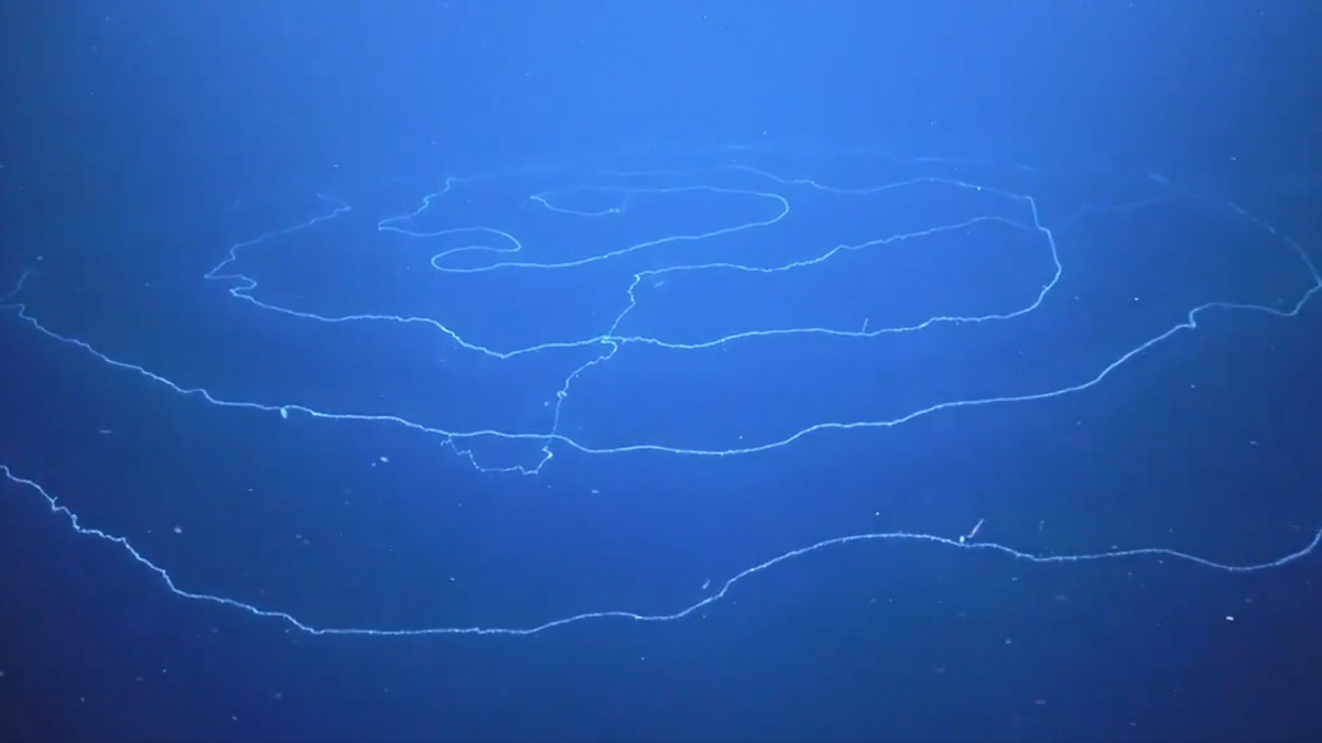 Objeven nejdelší živočich planety, hypnotická Apolemia