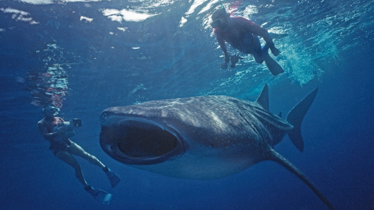 Kolika metrů dorůstá největší ryba planety? Vědcům vyrazila dech