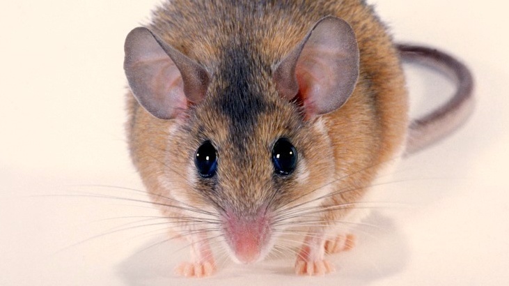 Cesta do hlubin myšákovy duše. Vědci porozuměli grimasám hlodavce
