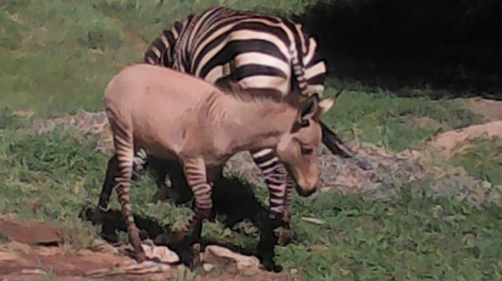 Když se zebra zblázní do osla… narodí se zonkey