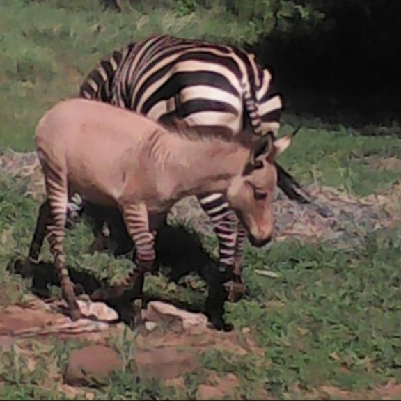 Když se zebra zblázní do osla… narodí se zonkey
