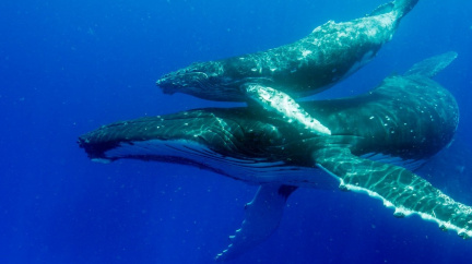 Kojící velryba zachycena v unikátním videu