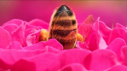 Kuřáky a pijany chrání před rakovinou látka vábící opylovače