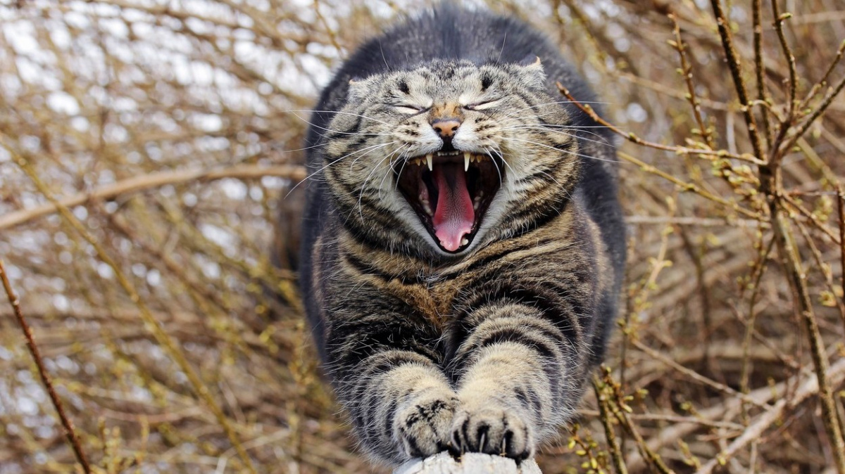 Kočky jsou zabijáci. Raději je nepouštějte ven