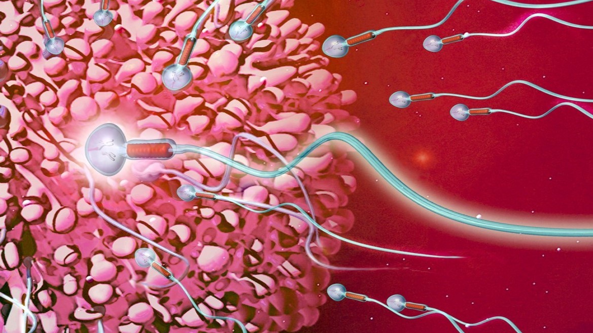 Krize neplodnosti: Vědci našli příčinu zrychlujícího úbytku spermií