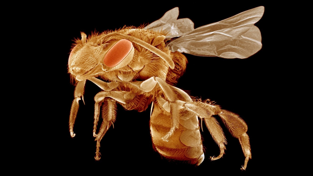 Až včely vymřou... Nahradíme je robotickými opylovači?