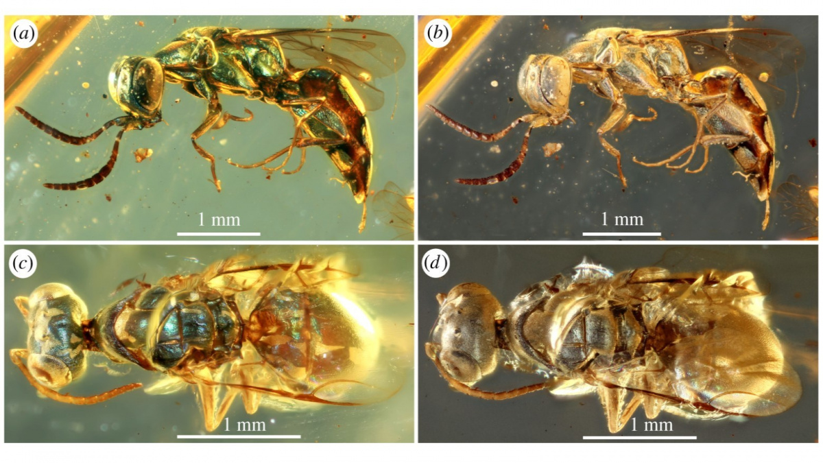 Svět hýřil barvami už za dinosaurů