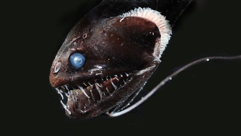 Predátoři z hlubin jsou téměř neviditelní, umí pohltit světlo