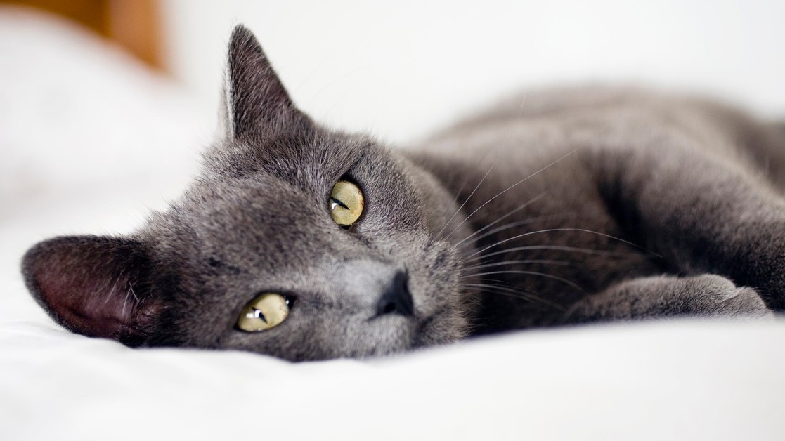 Cesta kočky do vaší postele vedla přes pravěkou jeskyni