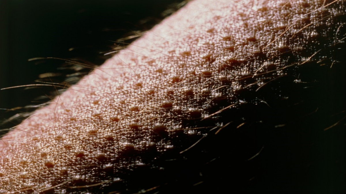 Husí kůže slouží účelu, o kterém jste neměli ponětí