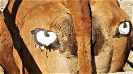 Oči na zadku chrání krávy před šelmami