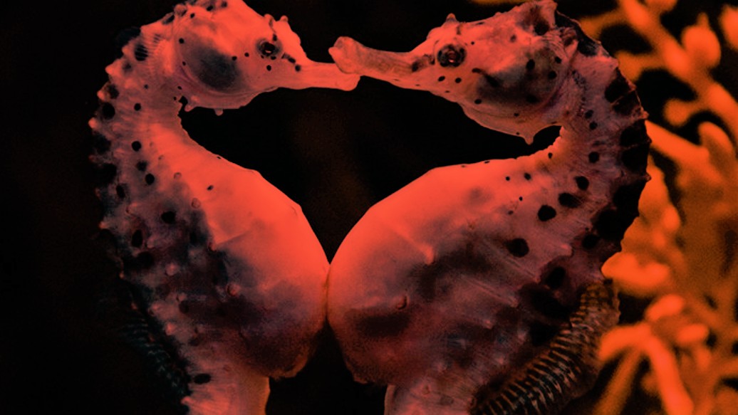 Těhotenství mořských koníků a žen: Podobnost čistě náhodná?