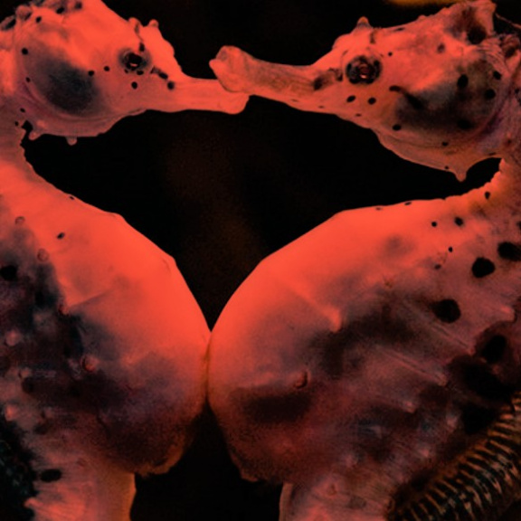 Těhotenství mořských koníků a žen: Podobnost čistě náhodná?