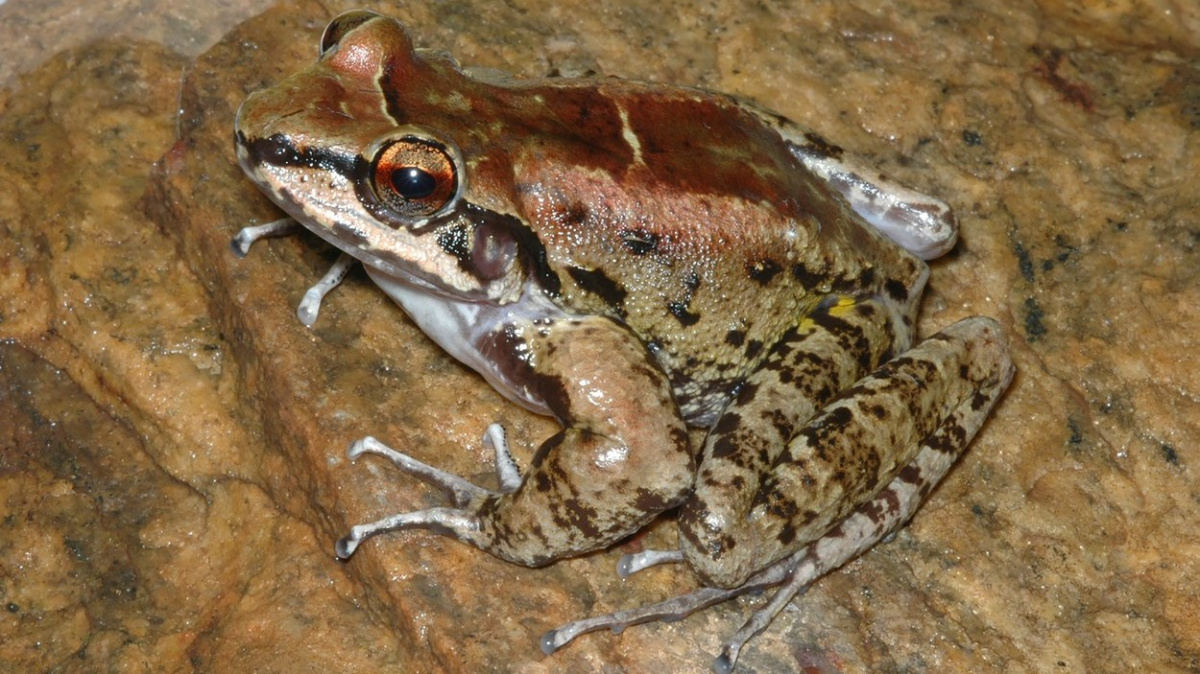Pozorován první obojživelník, který si vydržuje harém