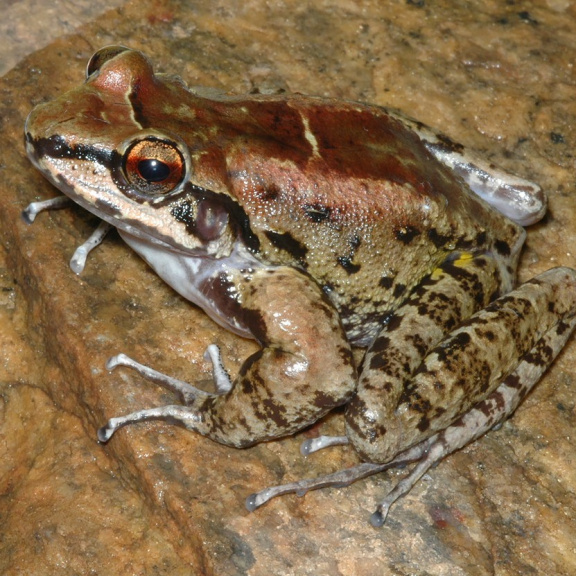 Pozorován první obojživelník, který si vydržuje harém