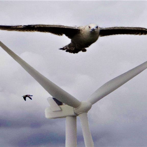 Větrné turbíny stínají ptáky jako gilotiny
