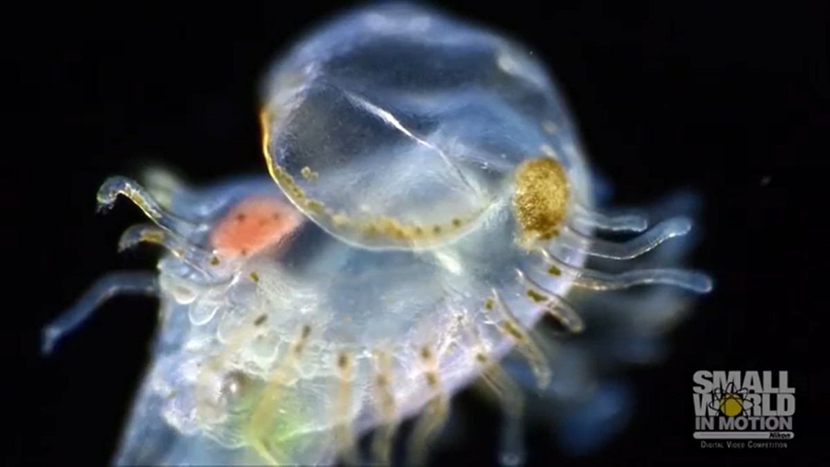 Podívejte se na videa ze světa, který vlastníma očima neuvidíte