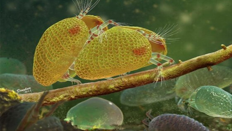 Nejstarší objevená spermie byla čtyřikrát větší než tělo samce