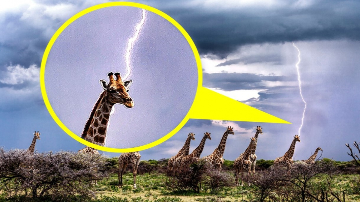 Žirafa může fungovat jako magnet na blesky