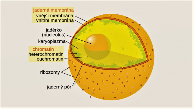 schema buněčného jádra 2