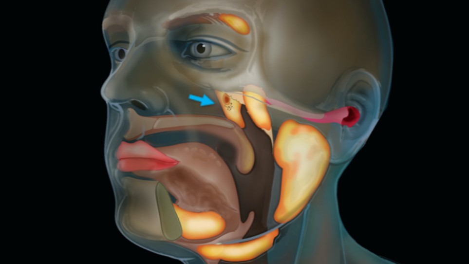 Lékaři nalezli v lidské hlavě nový orgán
