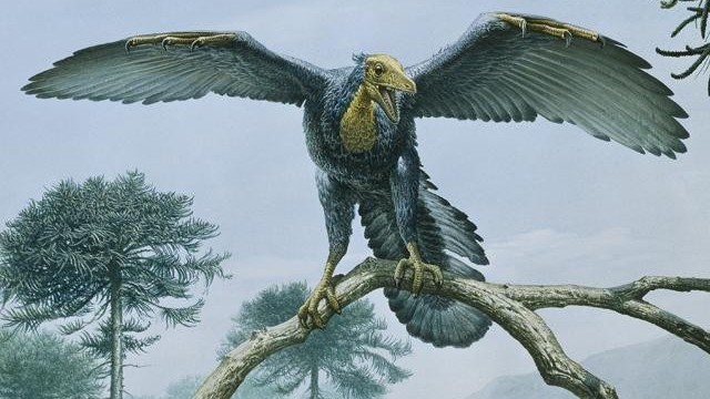 Dinosaurus, který létal, měl peří dávno před ptáky