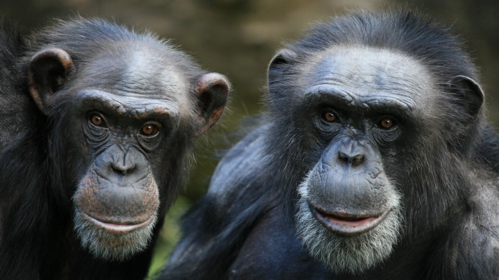 Stárnoucí šimpanzi hledají pevná přátelství, jsou jako my