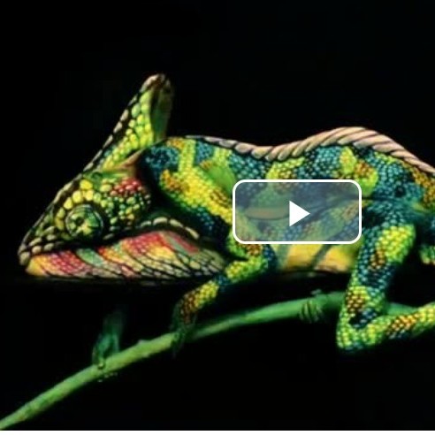 Nevěřte svým očím. Tohle není chameleon, ale úchvatná iluze