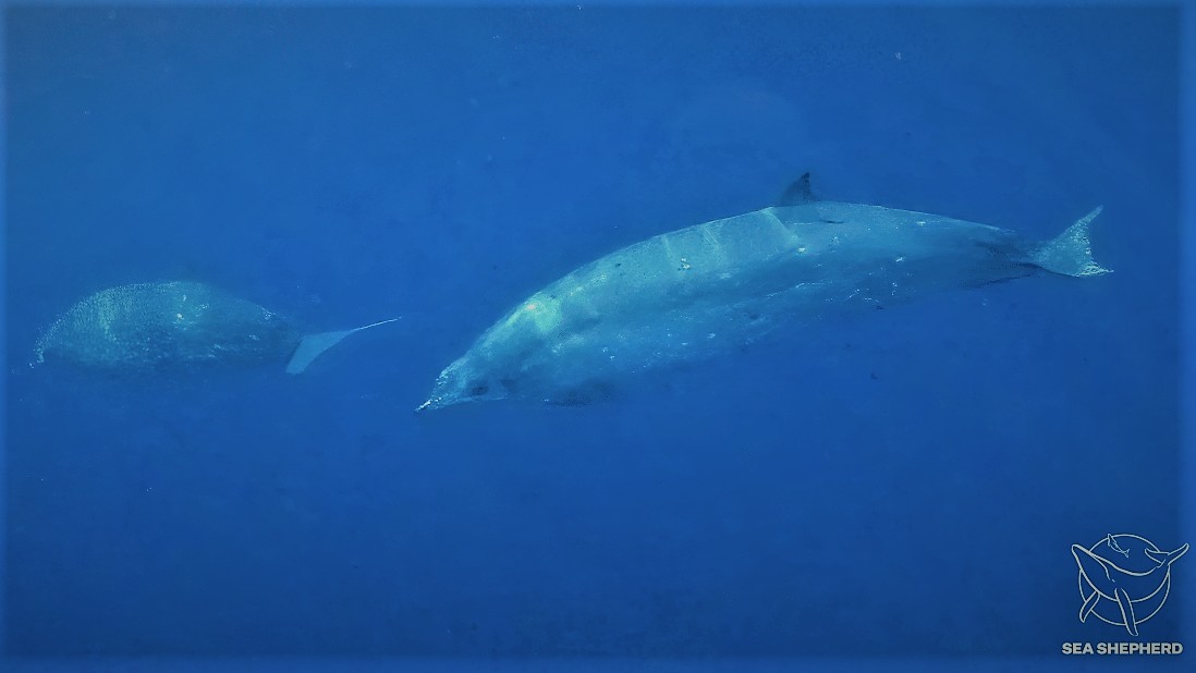 Objevena nová velryba. Vypadá a zní jinak, než dosud popsaní mořští savci